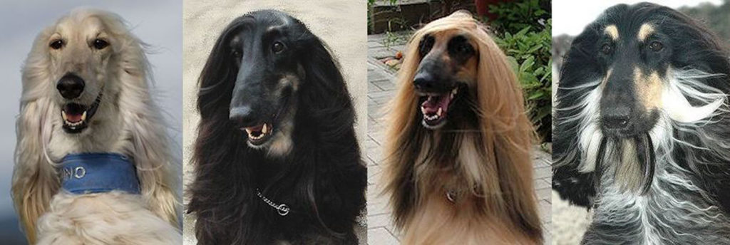 Slider Afghanen Zuchtclub 3