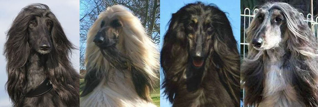 Afghanen Zuchtclub 1